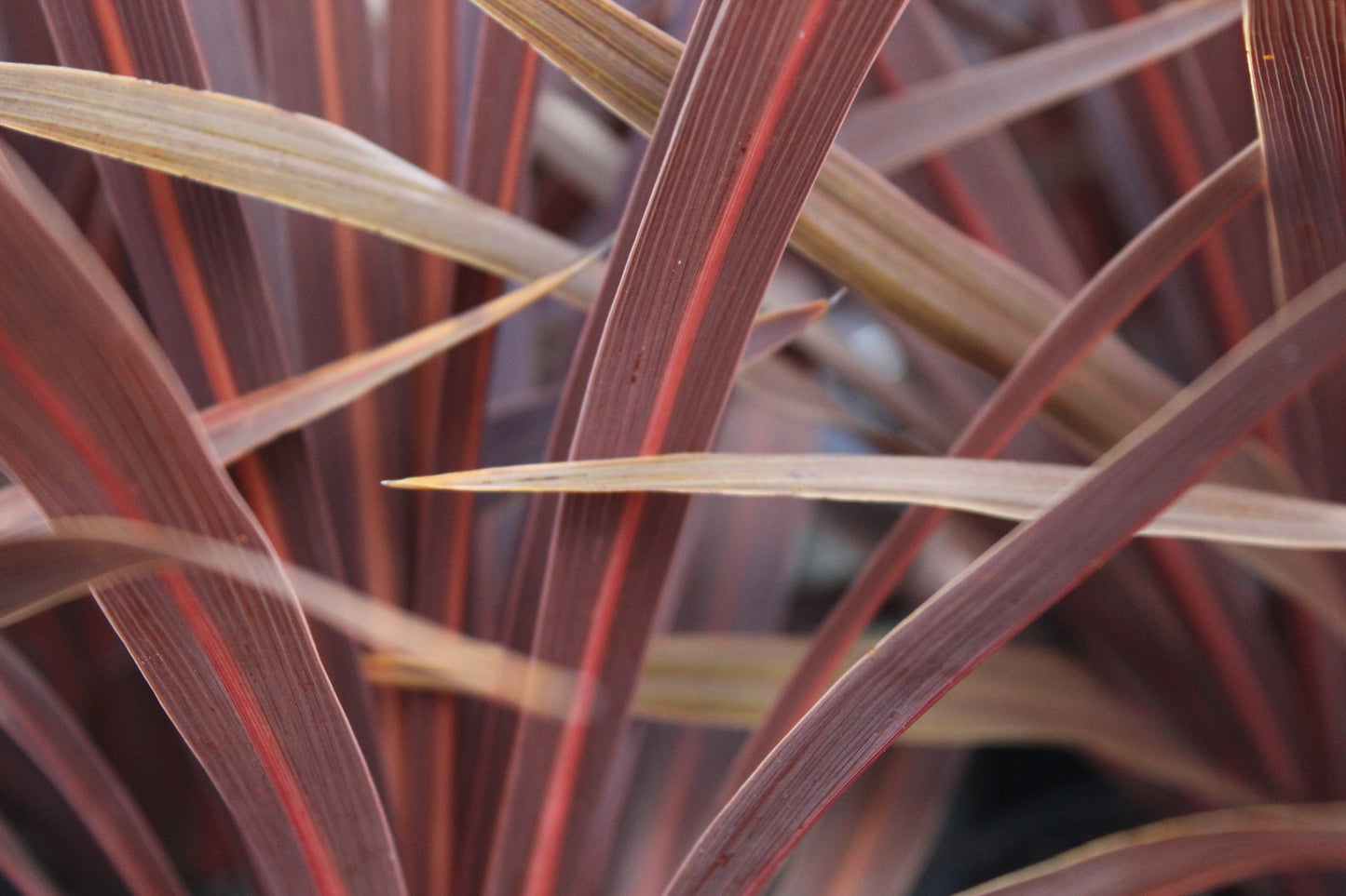 Cordyline australis Red Star