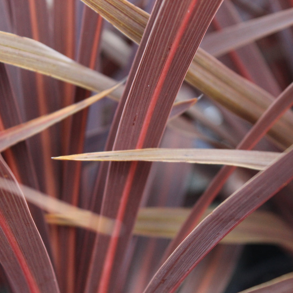 Cordyline australis Red Star Image