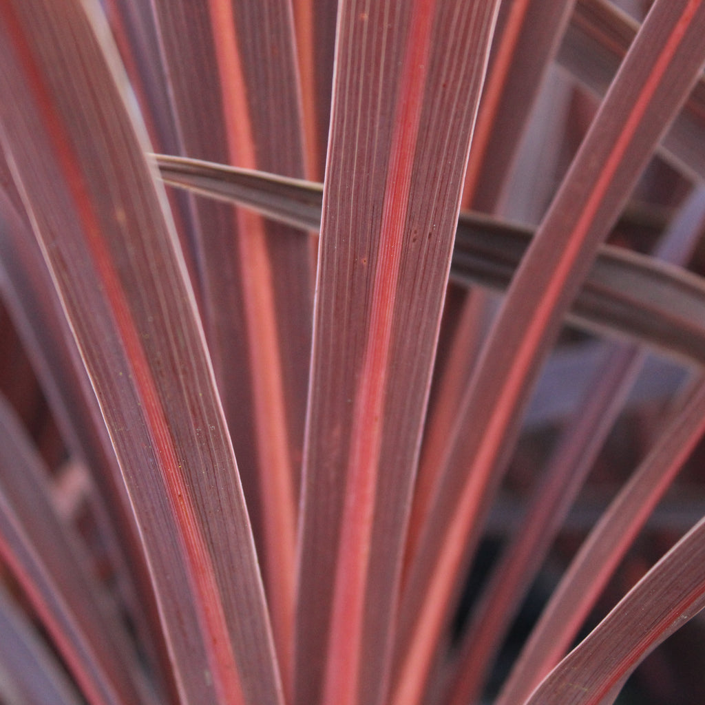 Cordyline australis Red Star Image