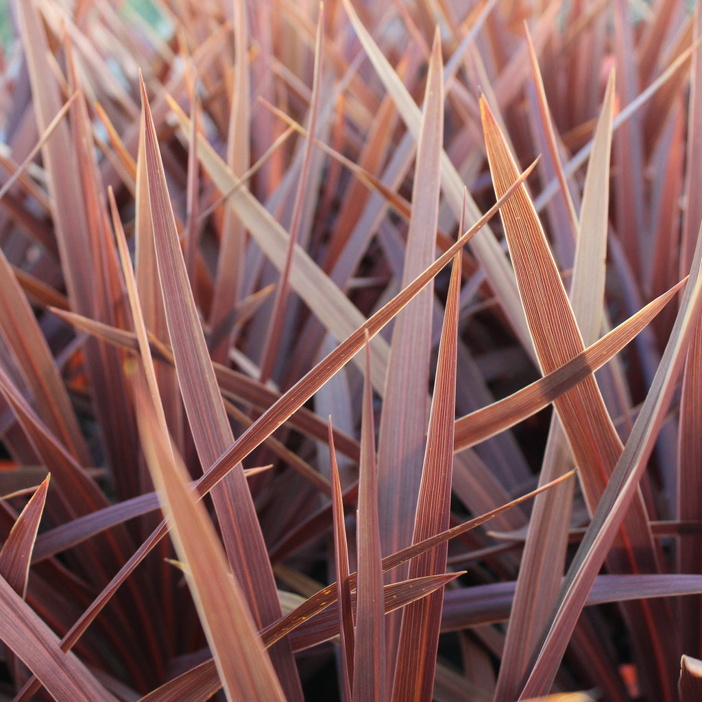 Cordyline australis Red Star Image