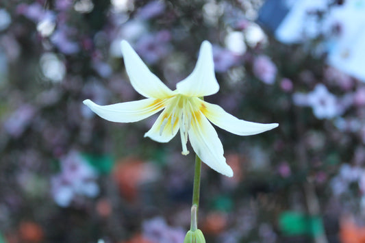 Erythronium White