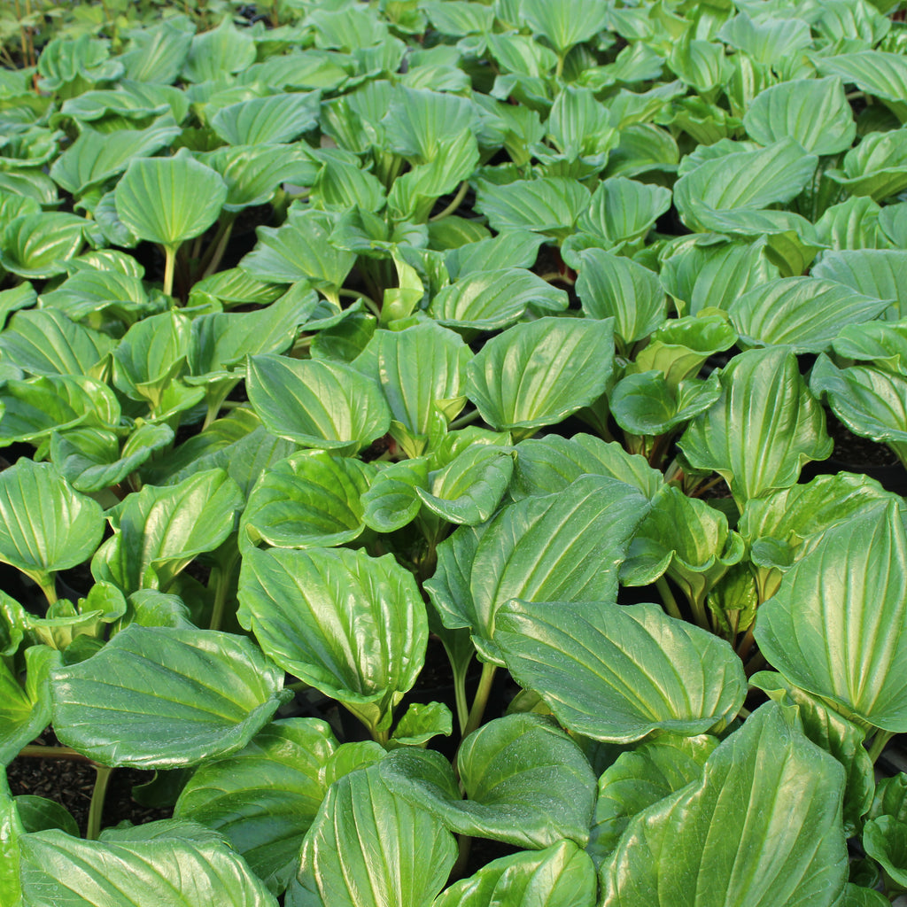 Myosotidium hortensia Image