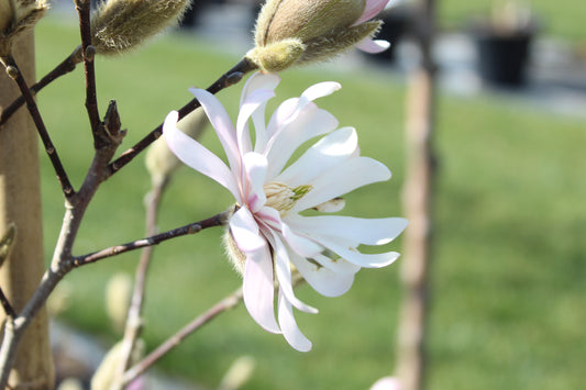 Magnolia stellata Water Lily