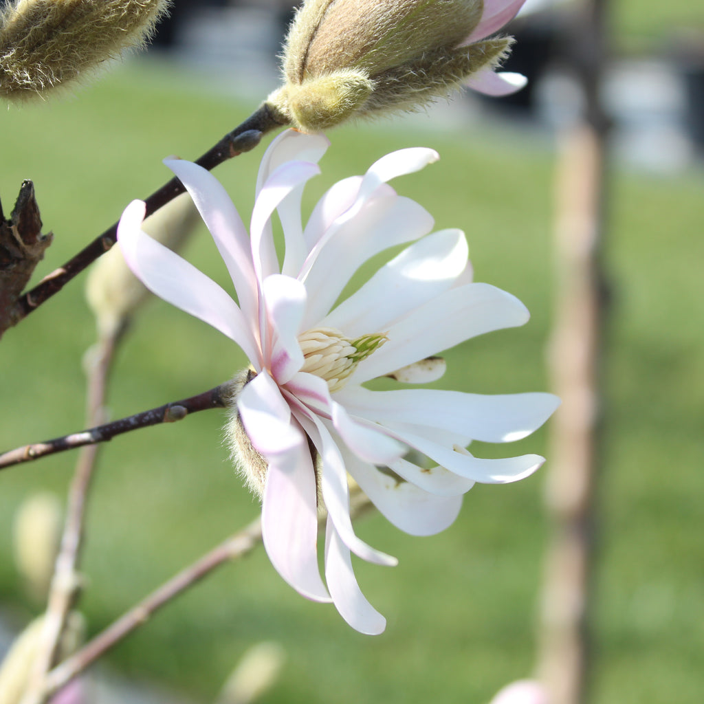 Magnolia stellata Water Lily Image