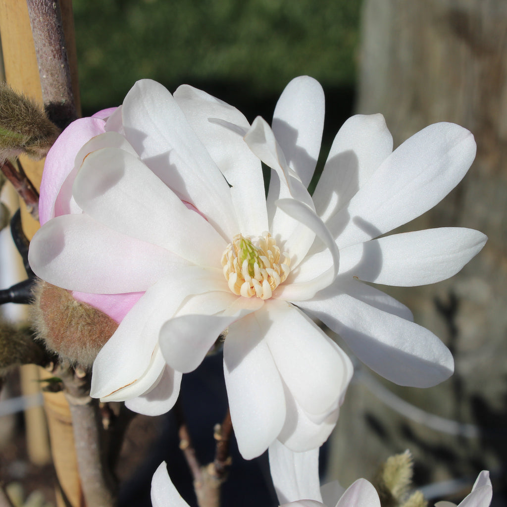 Magnolia stellata Water Lily Image