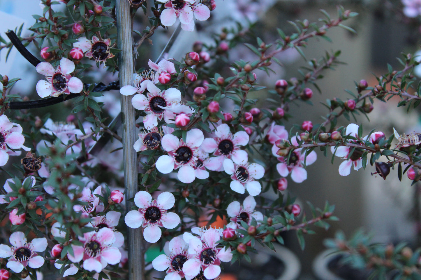 Leptospermum nanum Tui