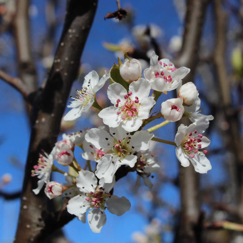 Pyrus calleryana Bradford Image