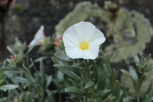 Convolvulus cneorum