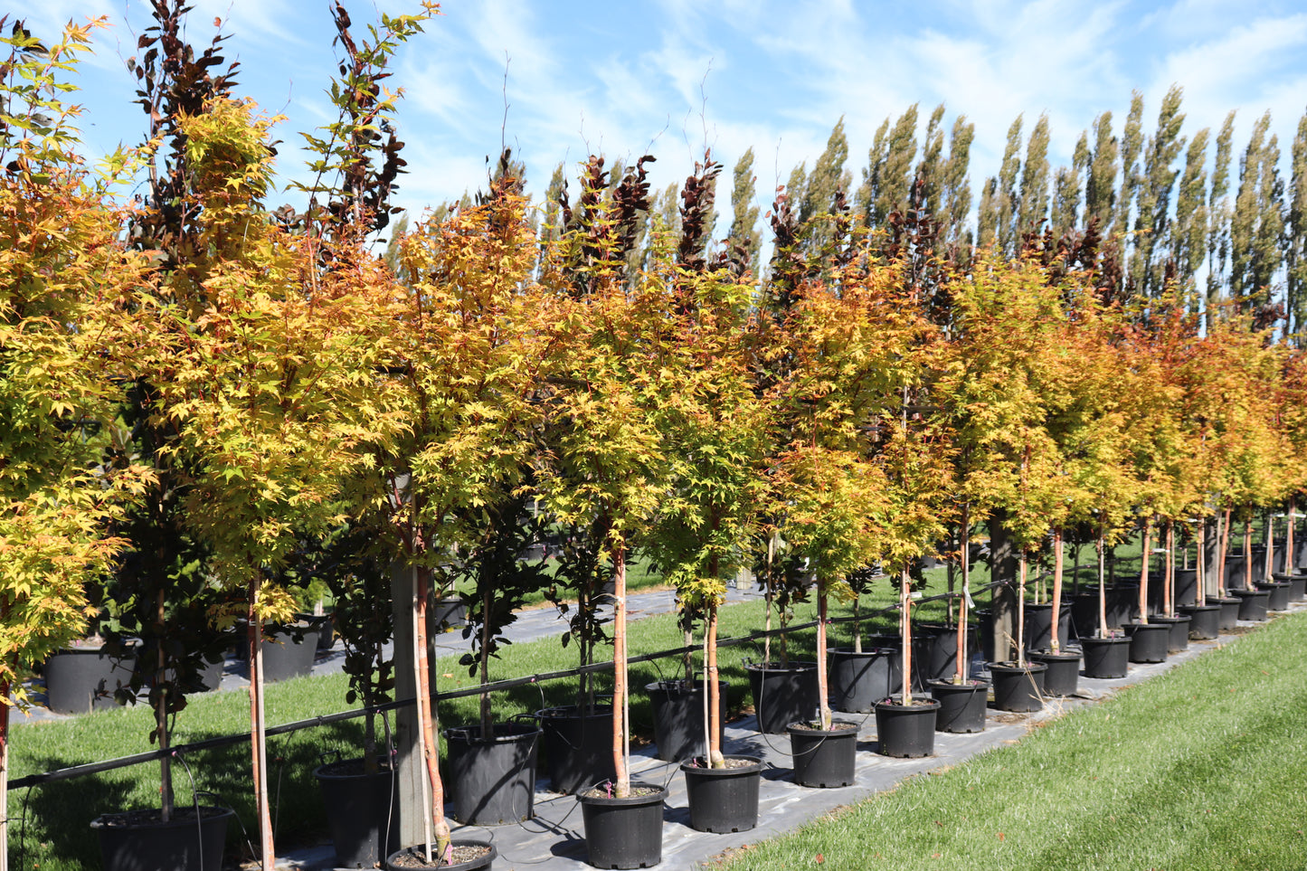Acer palmatum Senkaki