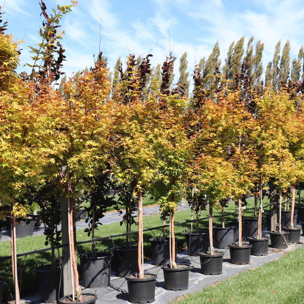 Acer palmatum Senkaki Image