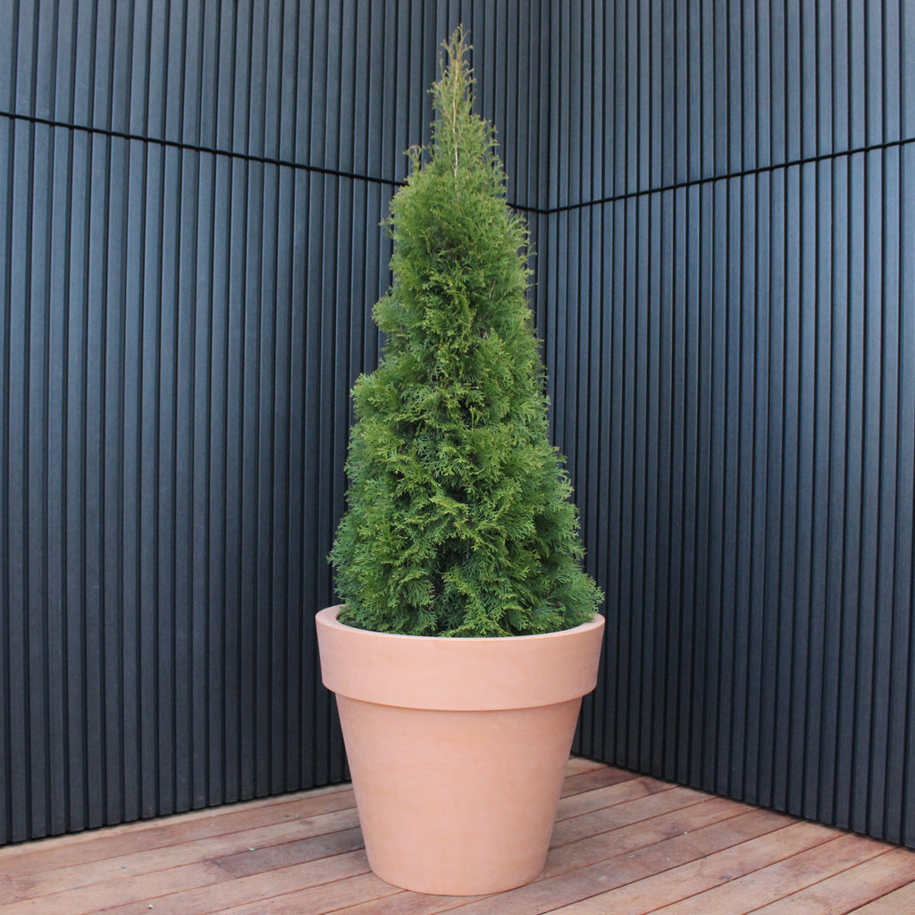 Madrid Planter Image