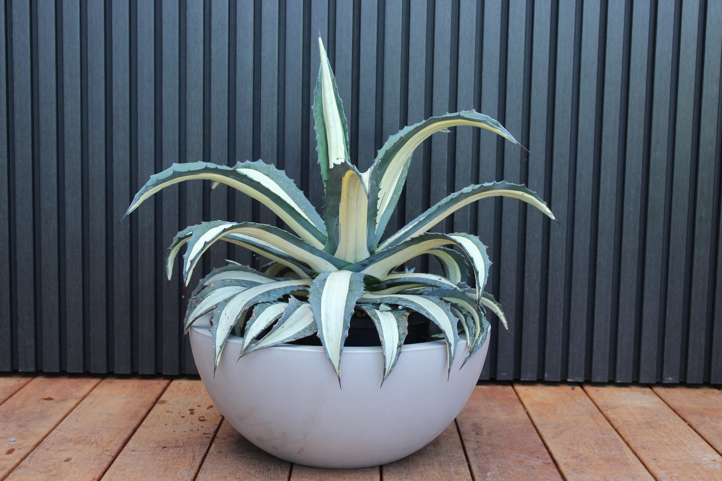 Barcelona Bowl Planter