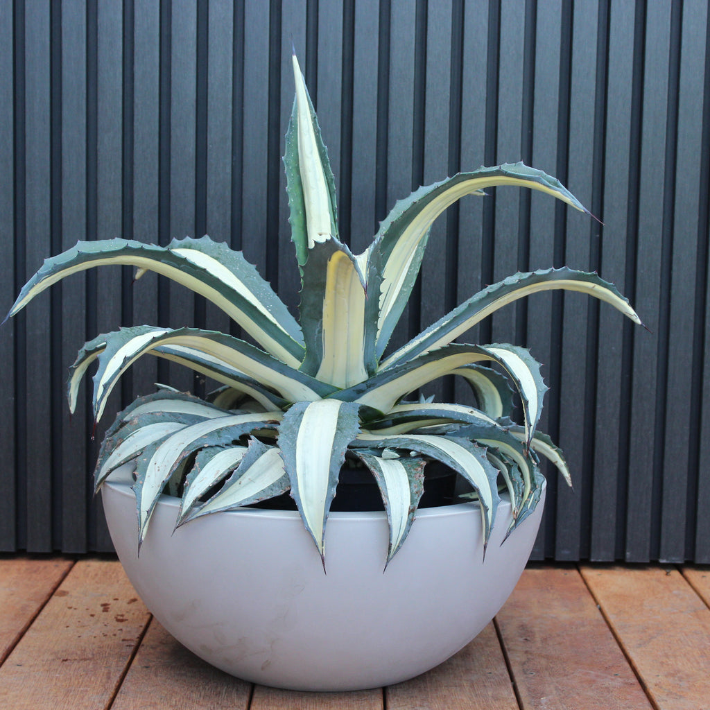 Barcelona Bowl Planter Image
