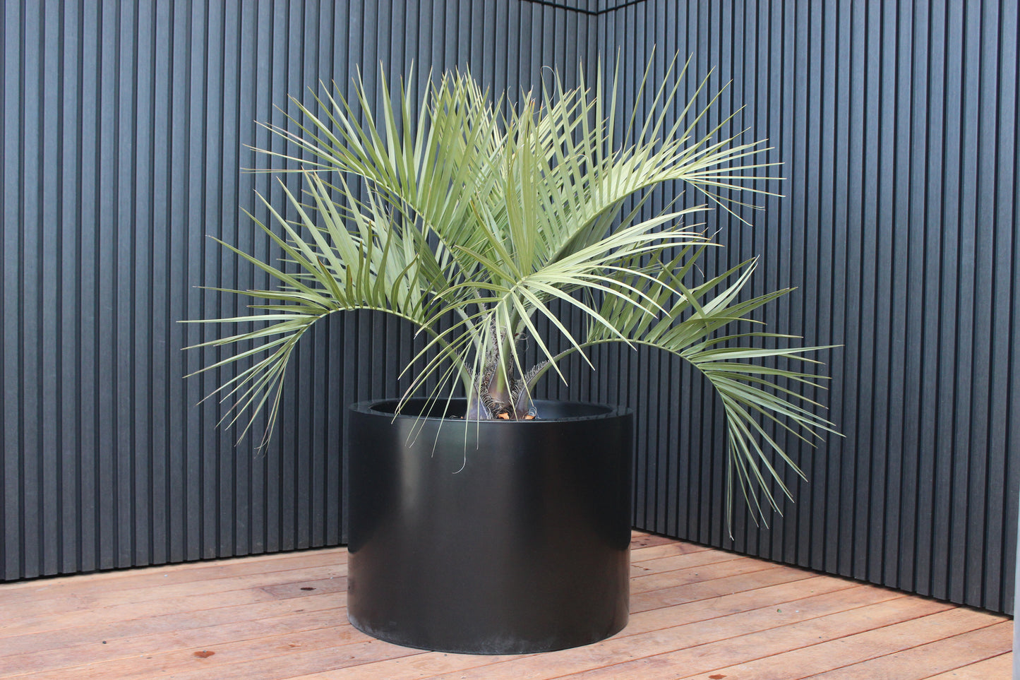 Cylindrus Planter