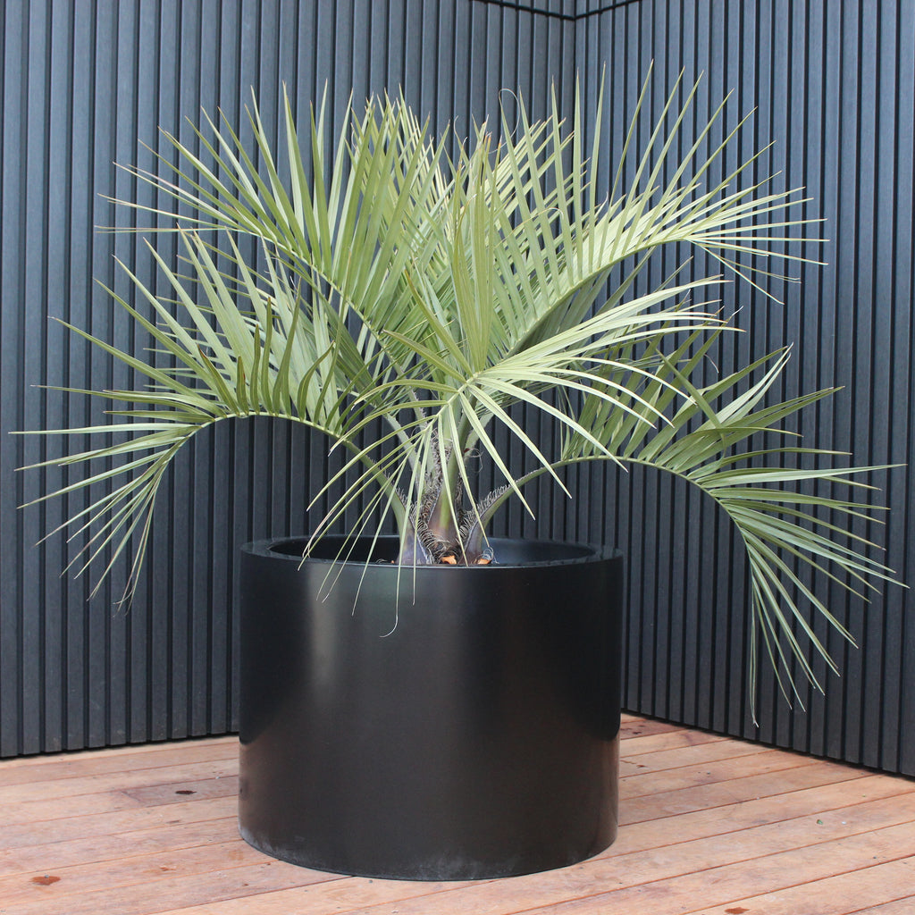 Cylindrus Planter Image