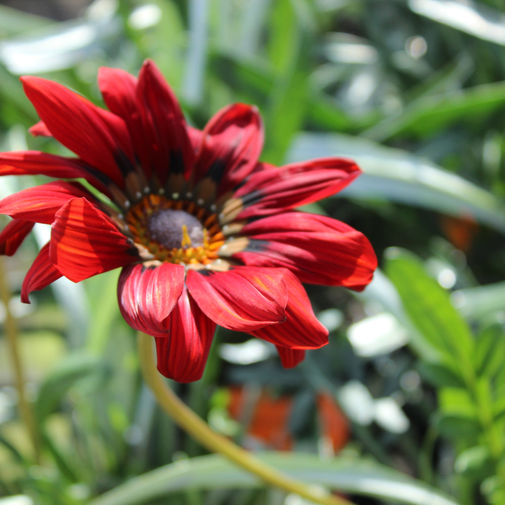 Gazania Takatu Red Image