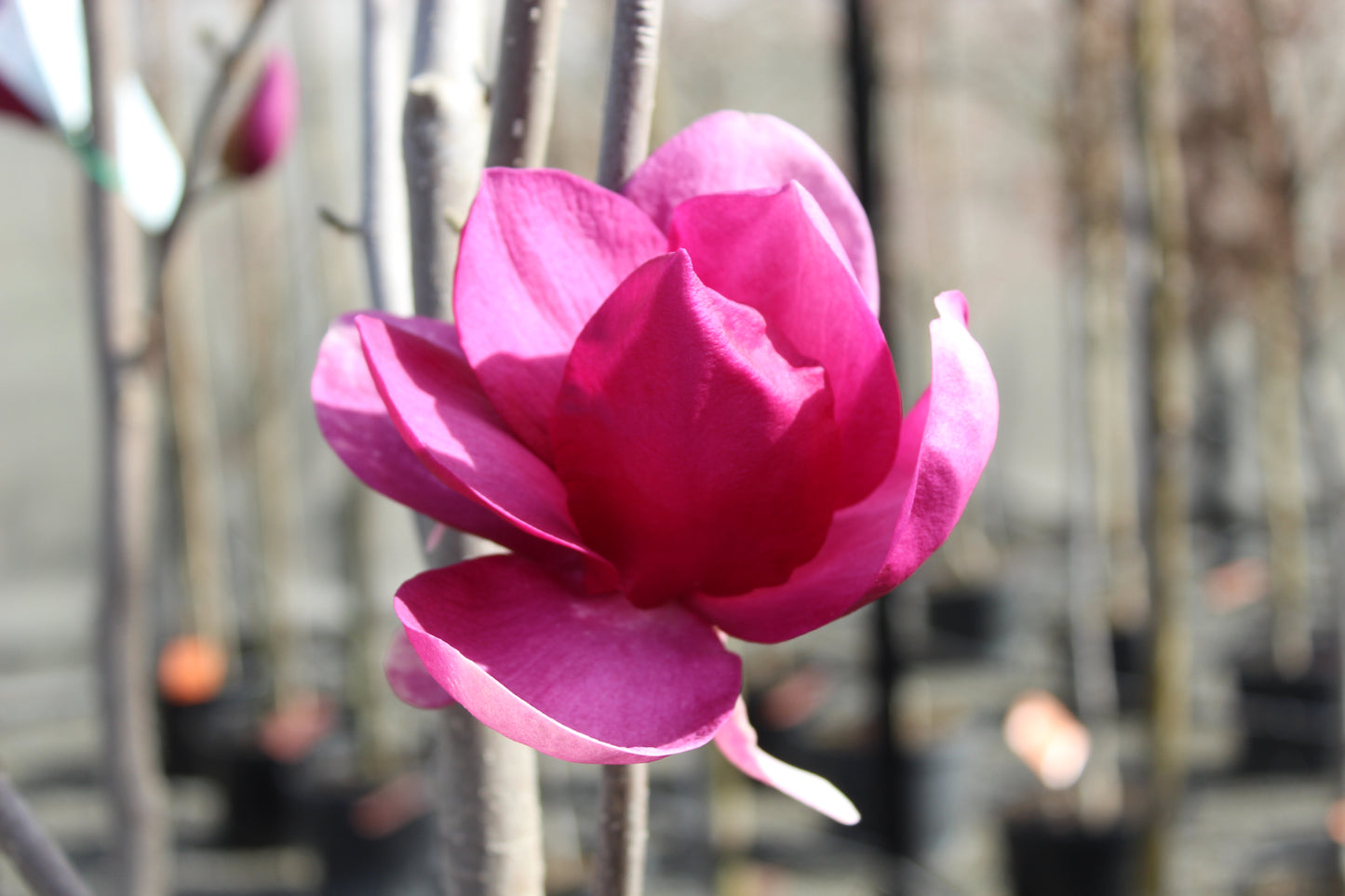 Magnolia Cleopatra