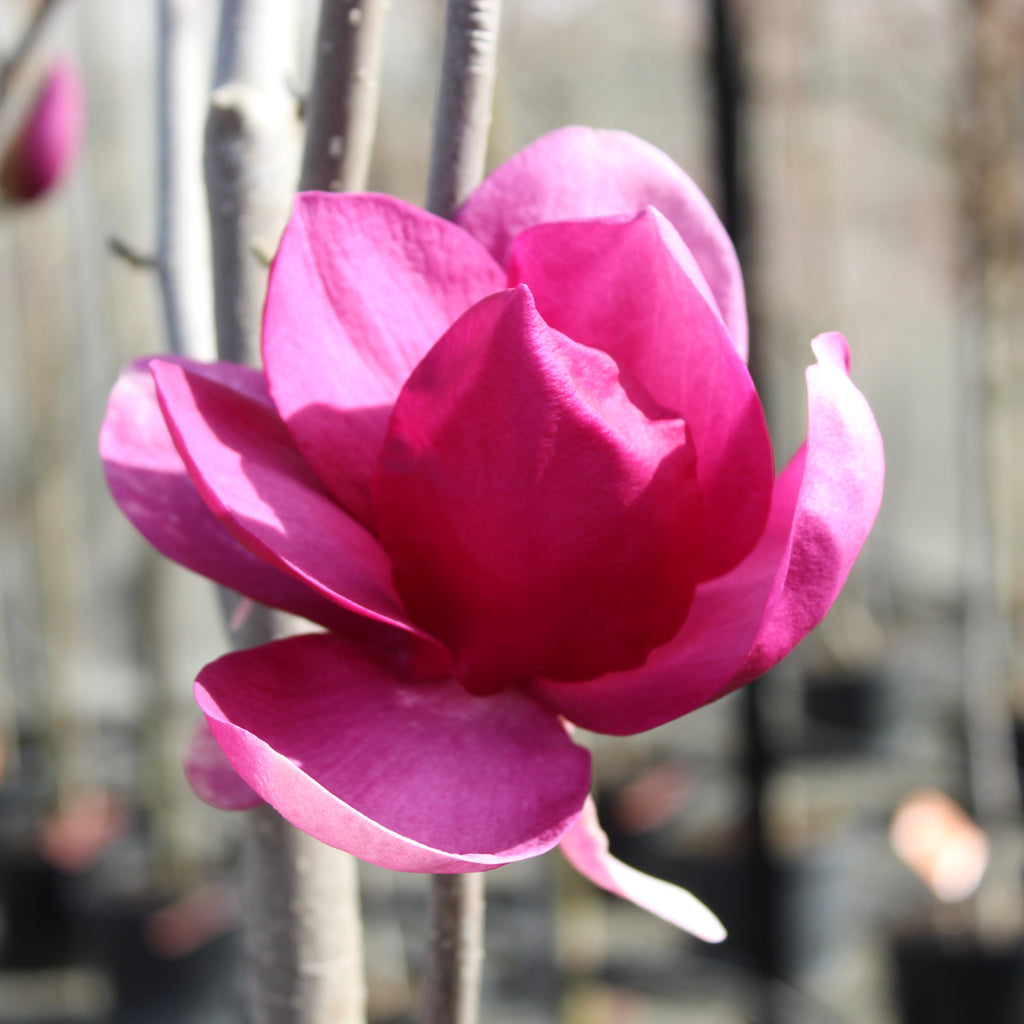 Magnolia Cleopatra Image