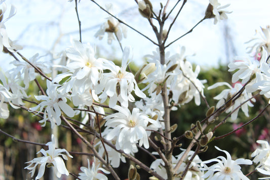 Magnolia stellata Royal Star