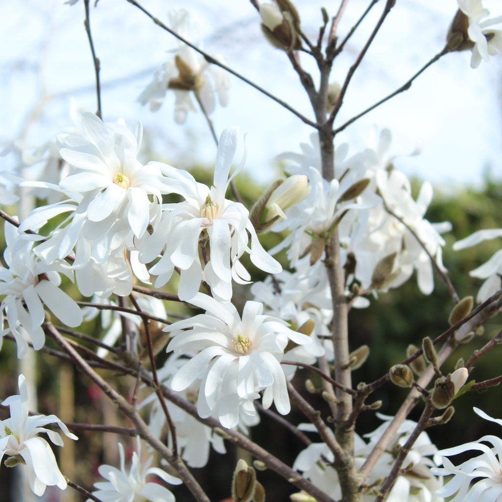 Magnolia stellata Royal Star Image