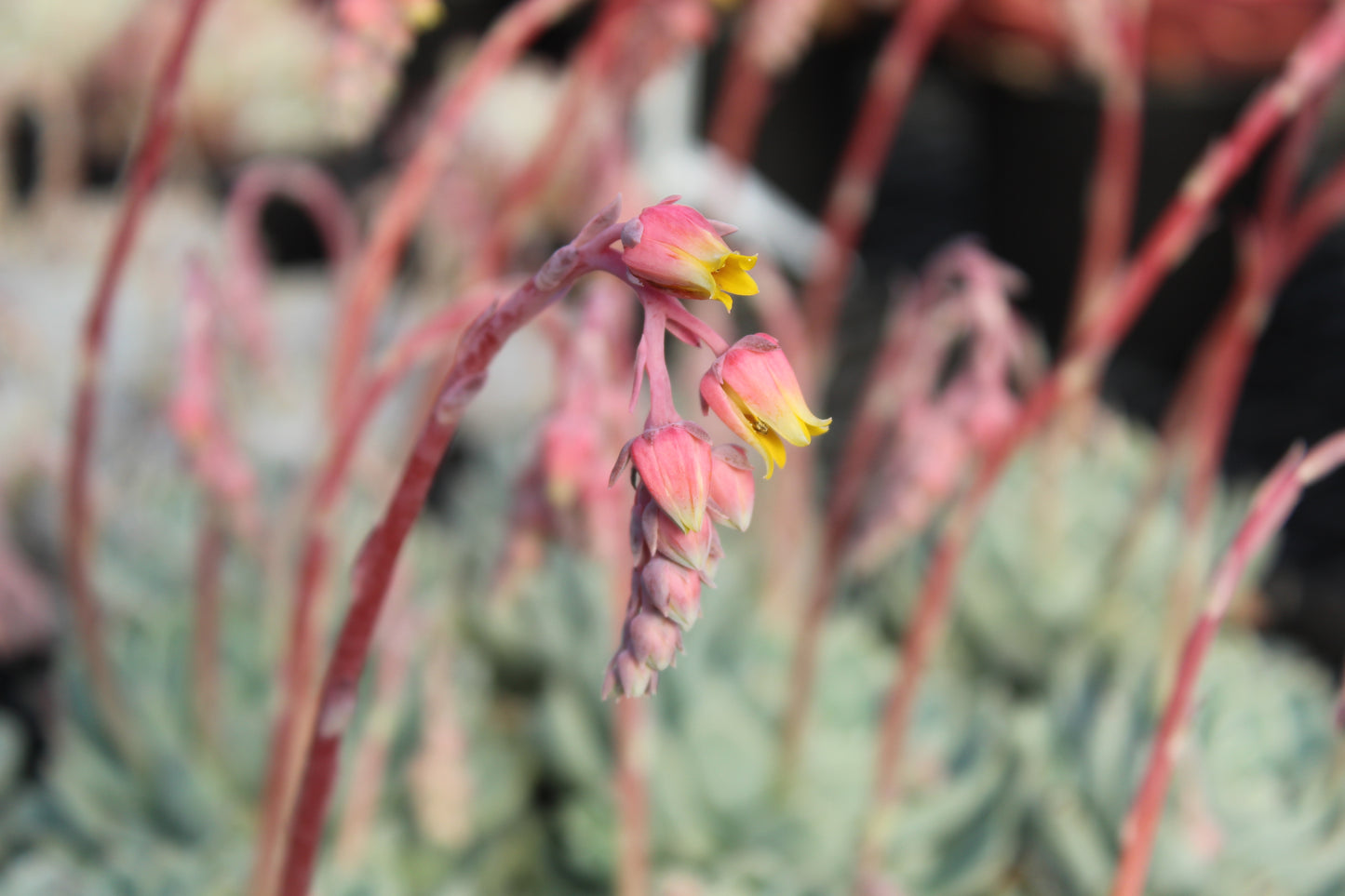 Echeveria elegans