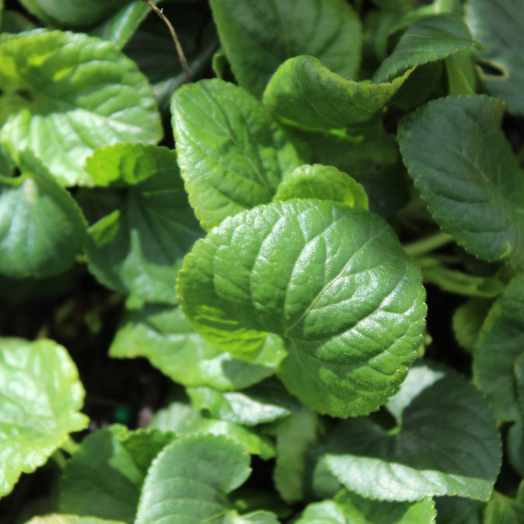 Viola parma Comte di Brazzi Image