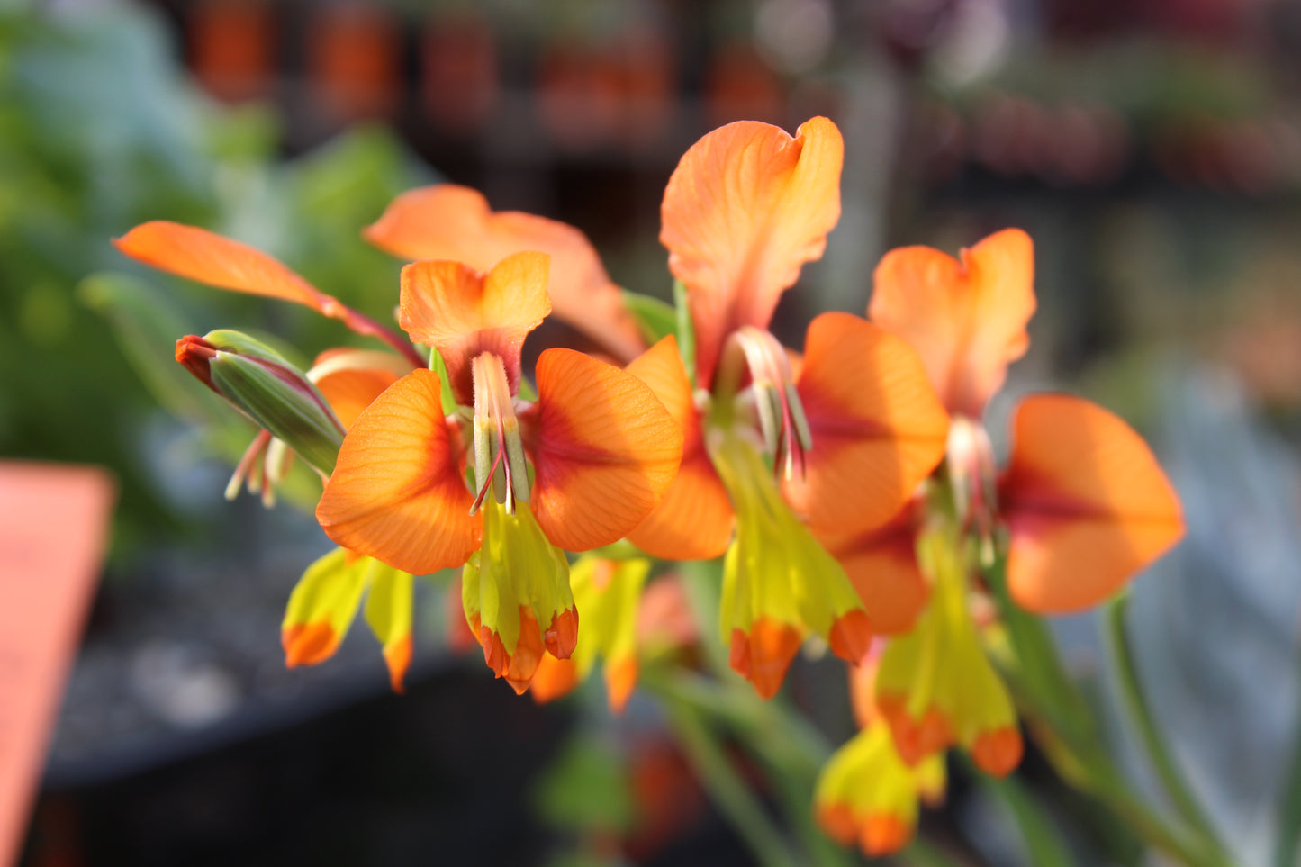 Gladiolus alatus