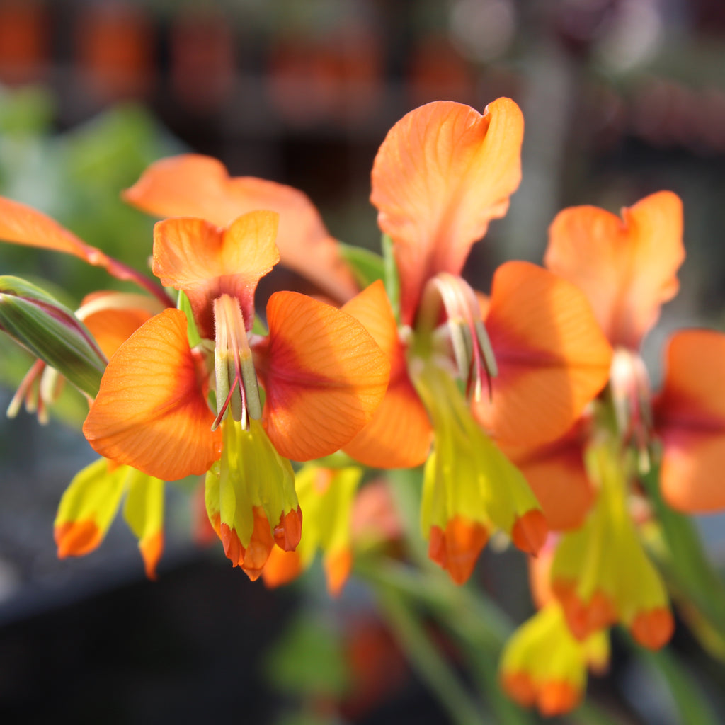 Gladiolus alatus Image