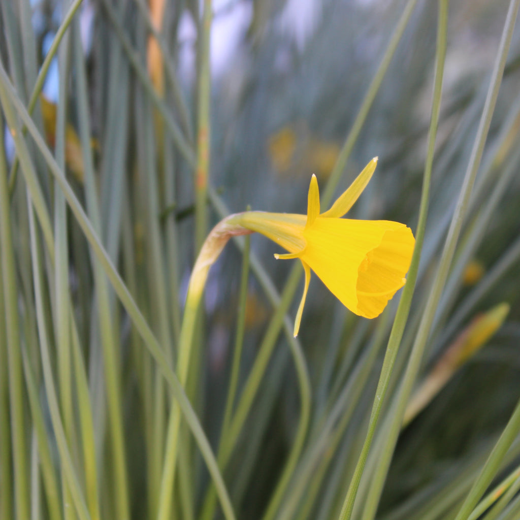 Narcissus bulbocodium Image