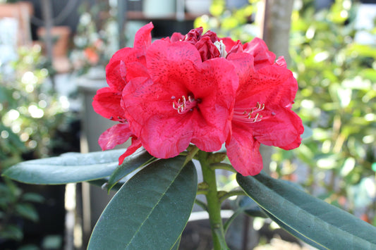Rhododendron Lady in Red