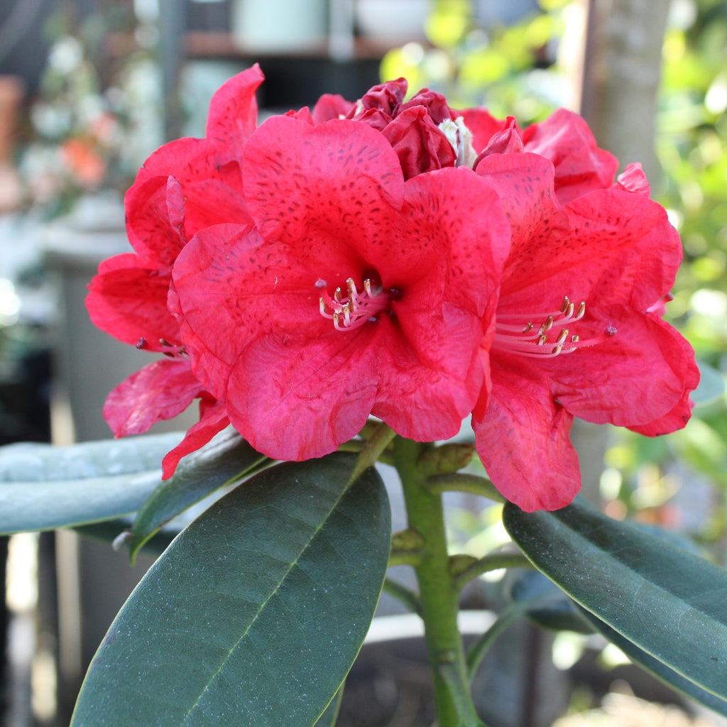 Rhododendron Lady in Red Image