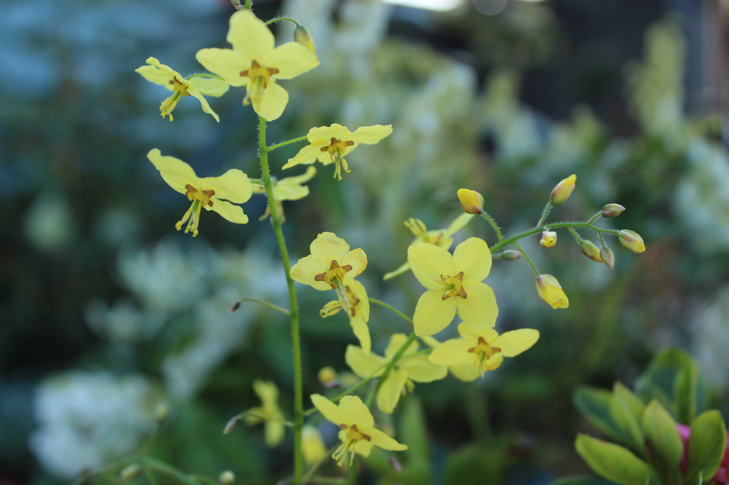 Epimedium perralderianum