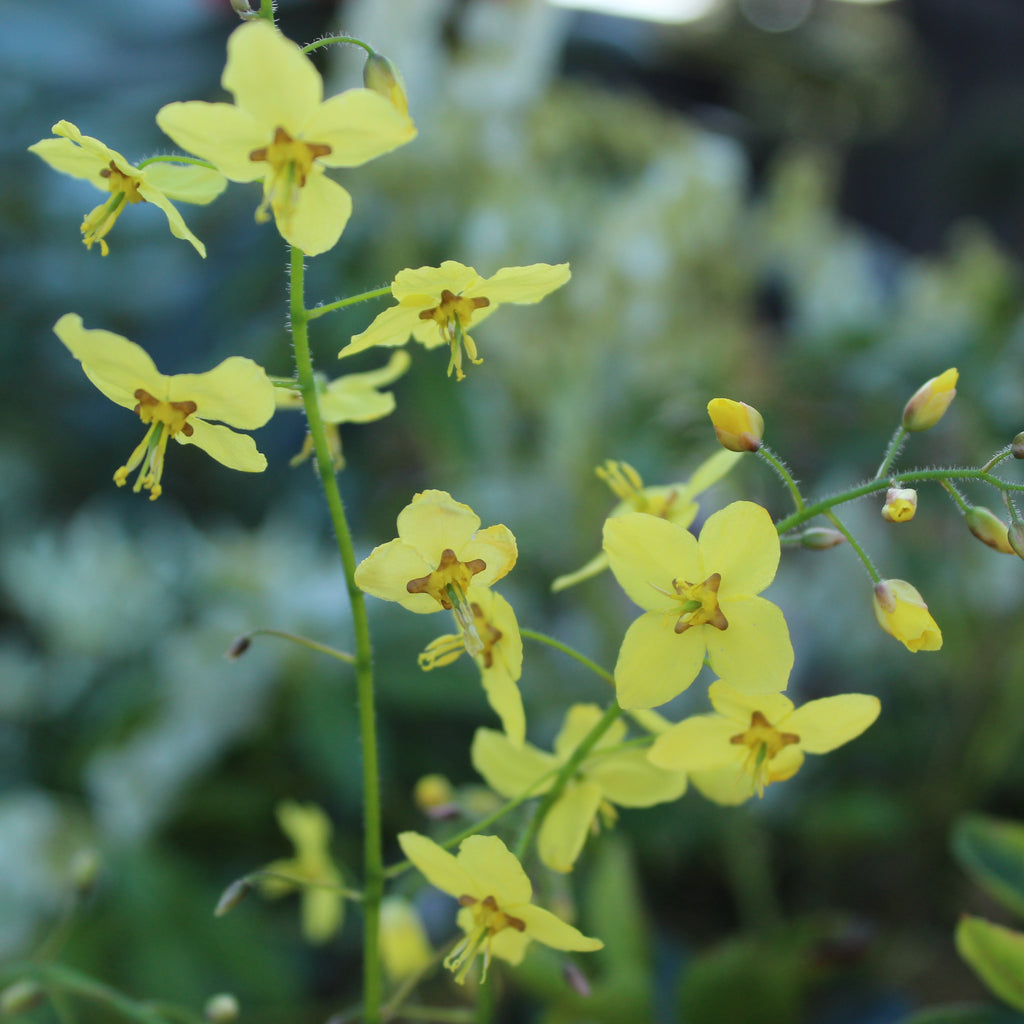 Epimedium perralderianum Image