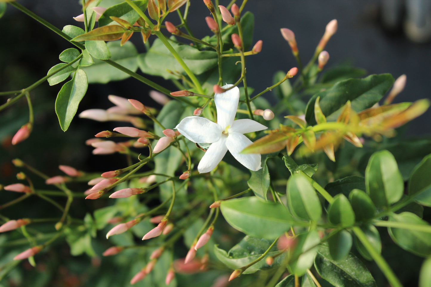 Jasminum polyanthum