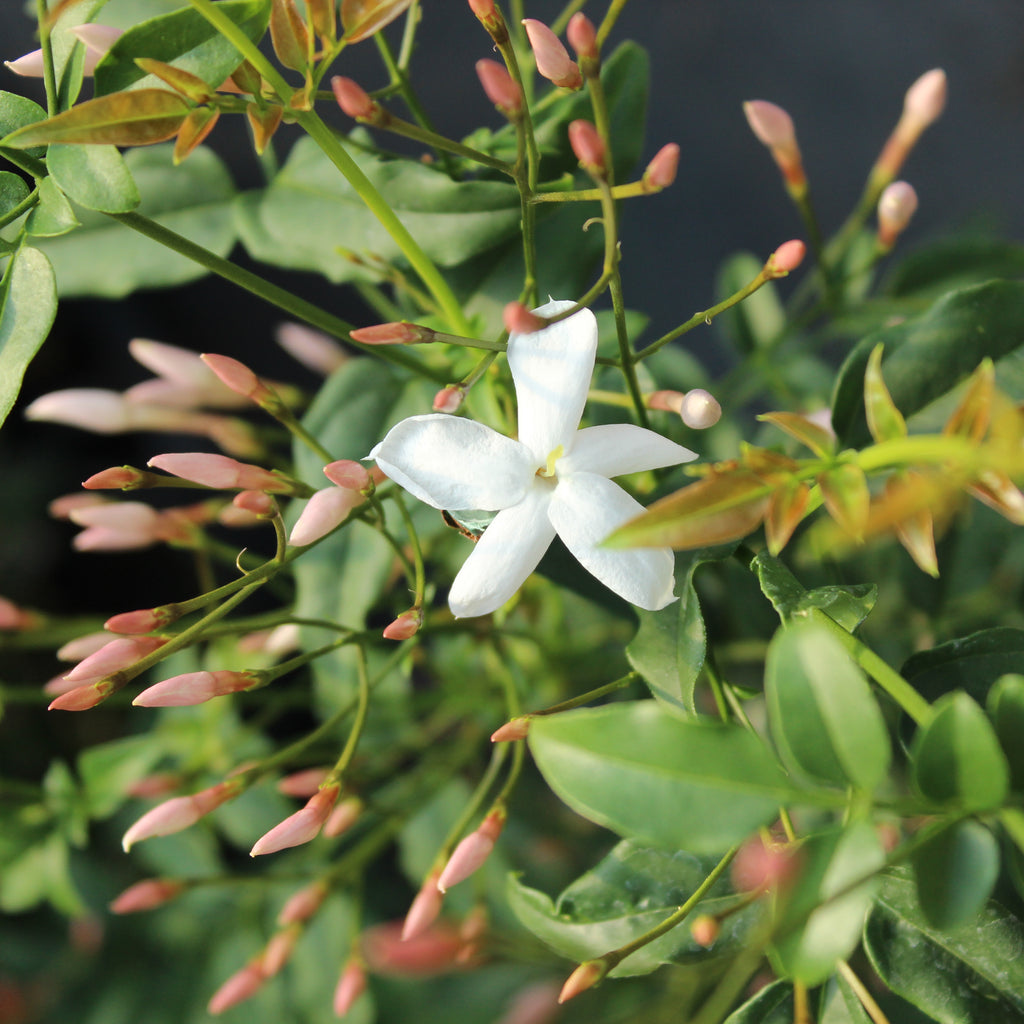 Jasminum polyanthum Image