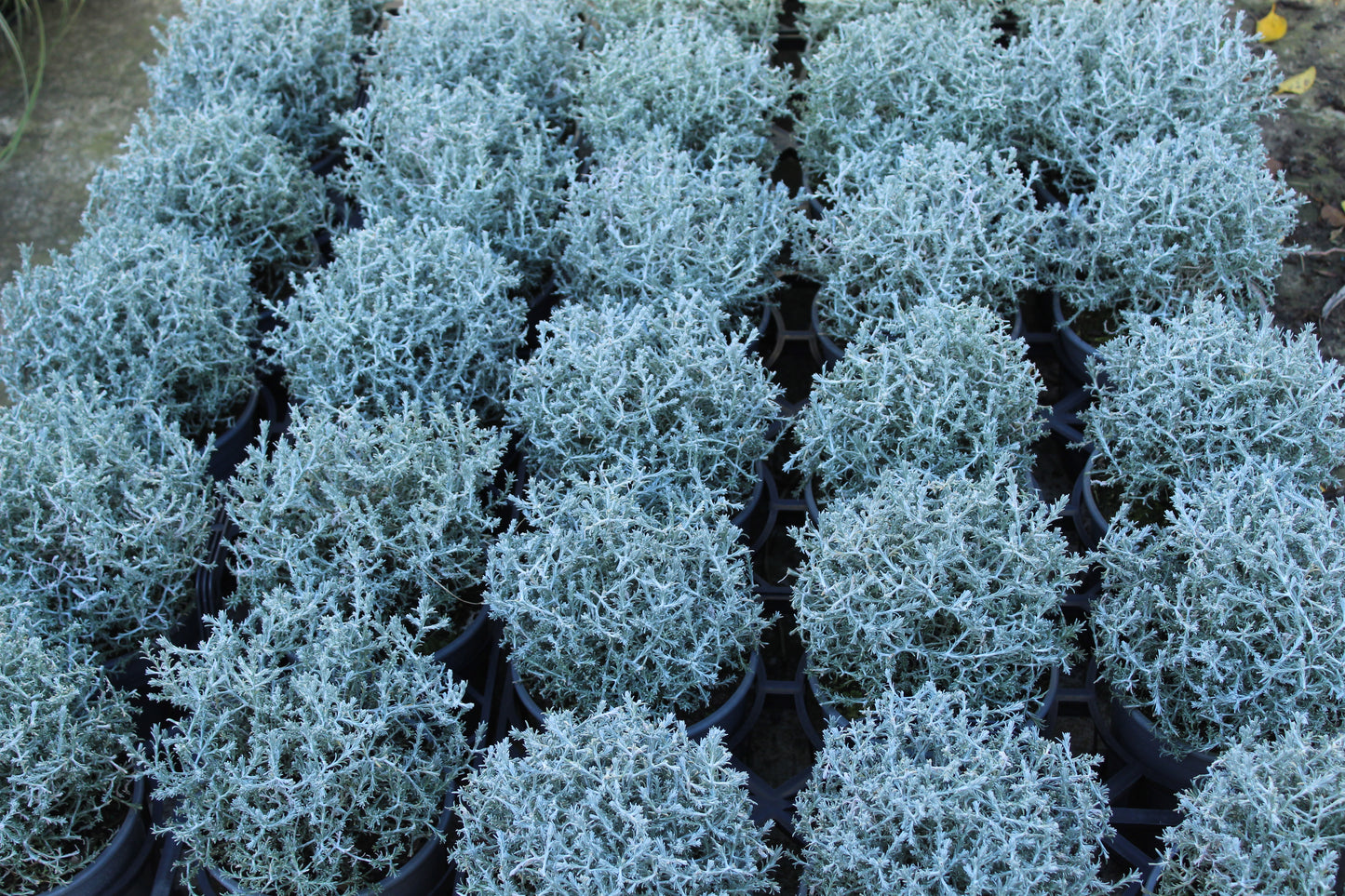 Calocephalus brownii