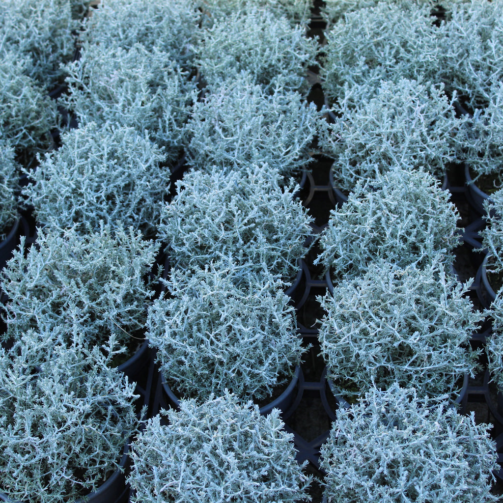 Calocephalus brownii Image