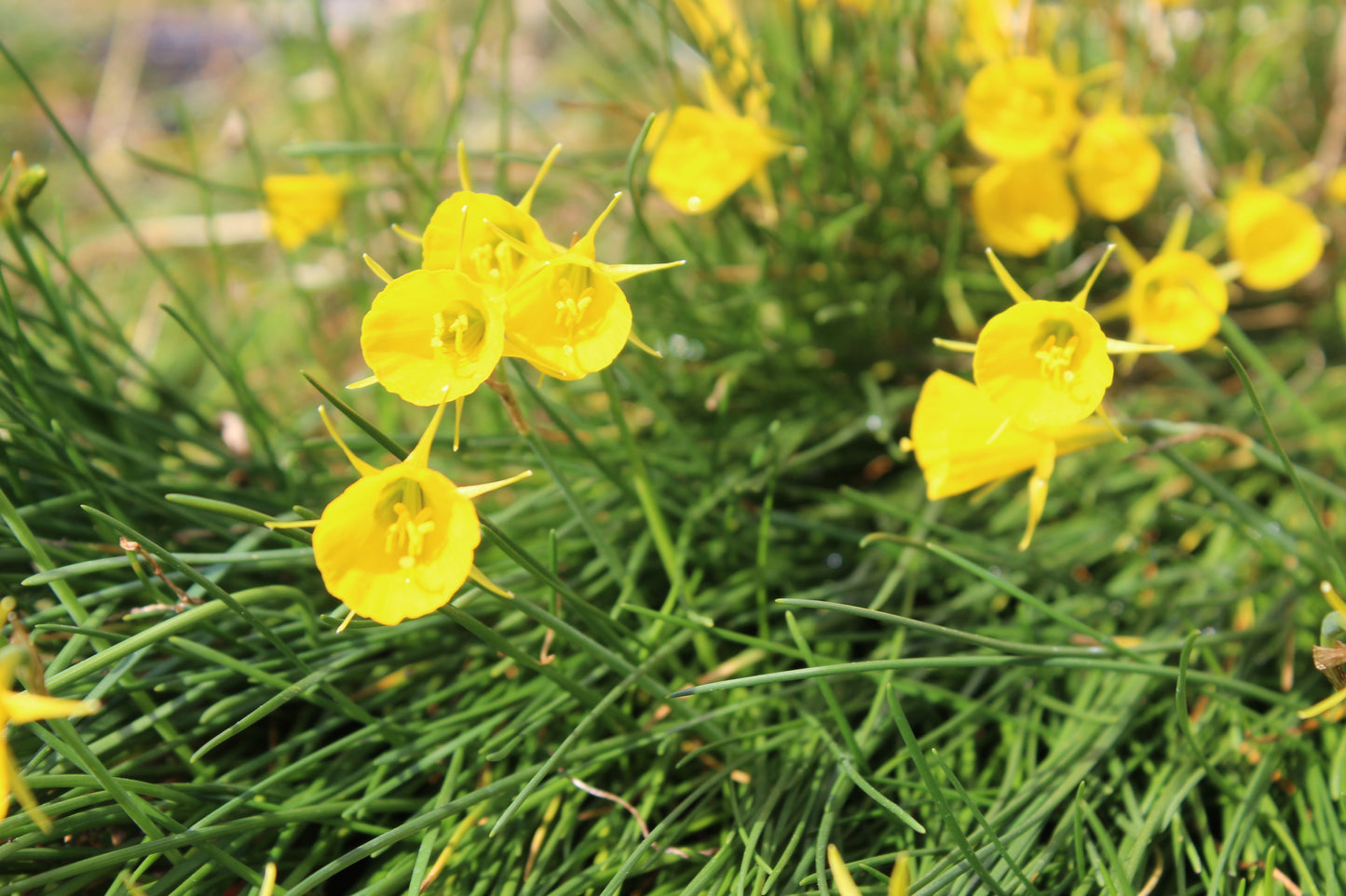 Narcissus bulbocodium