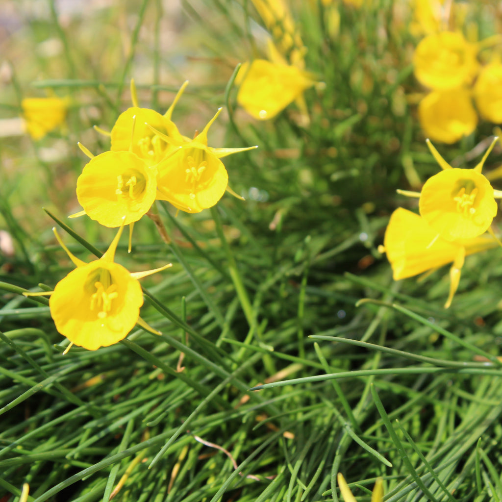 Narcissus bulbocodium Image