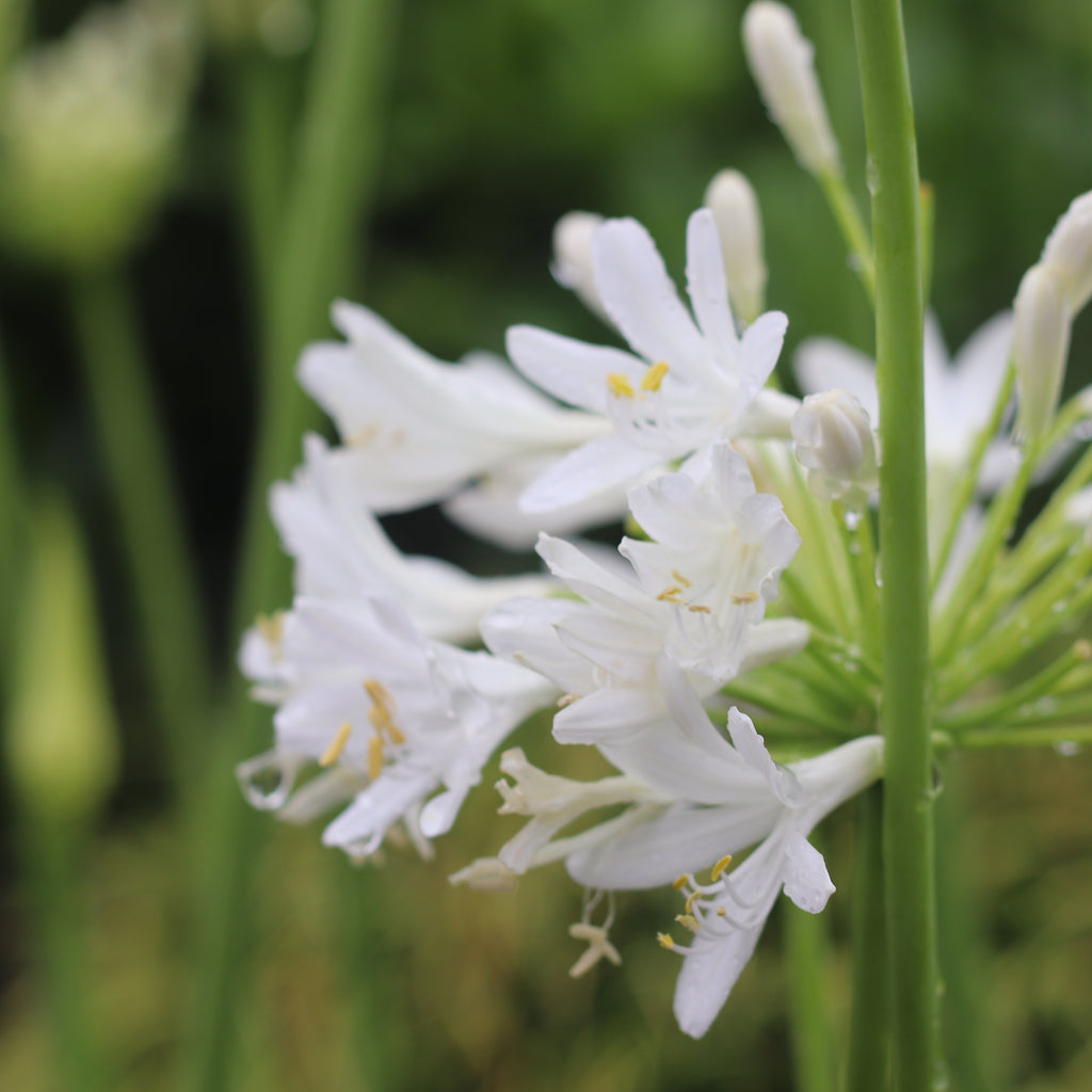 Agapanthus Snowball Image