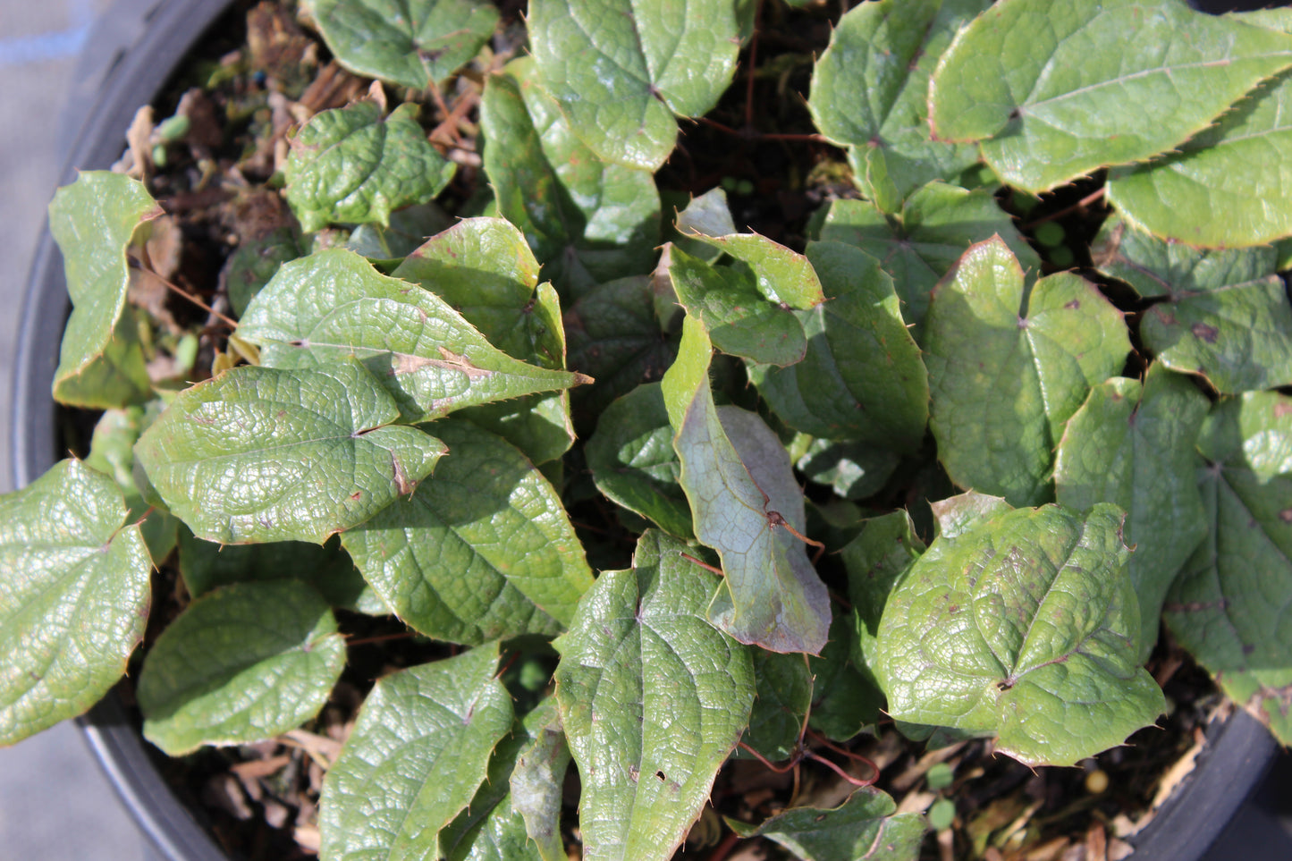 Epimedium leptorrhizum