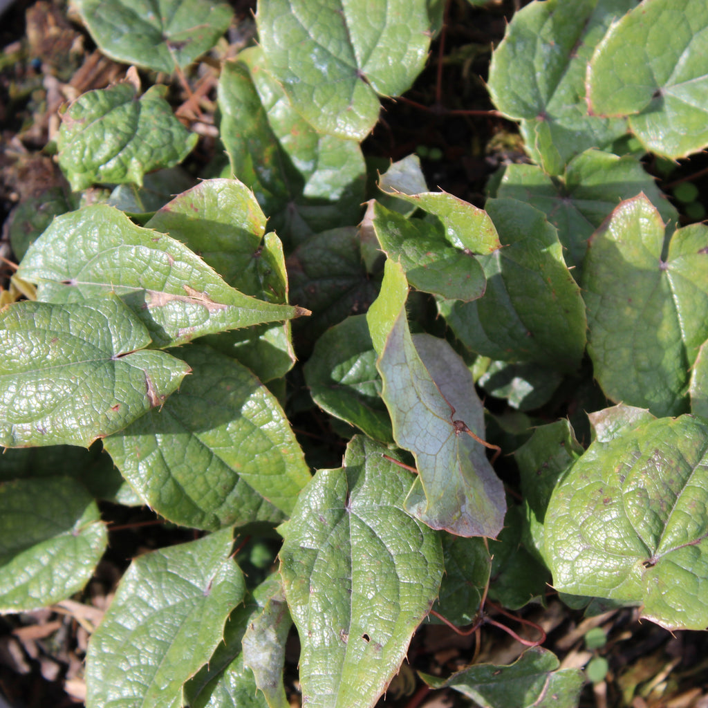 Epimedium leptorrhizum Image