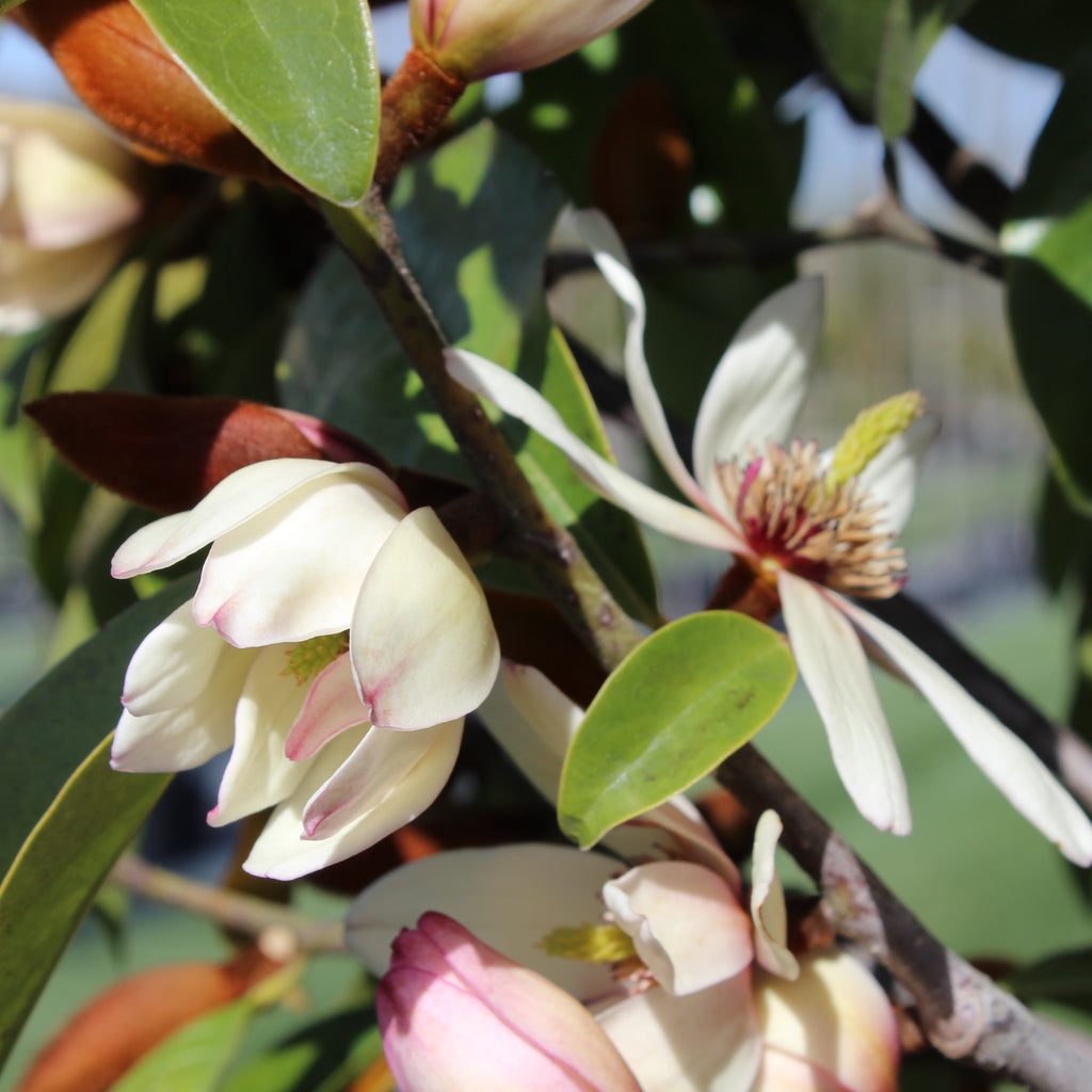 Michelia Allure Image