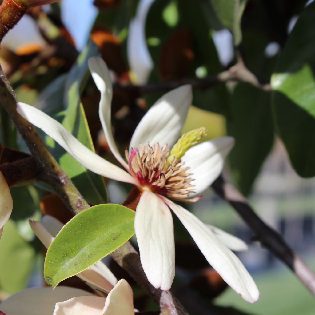 Michelia Allure Image