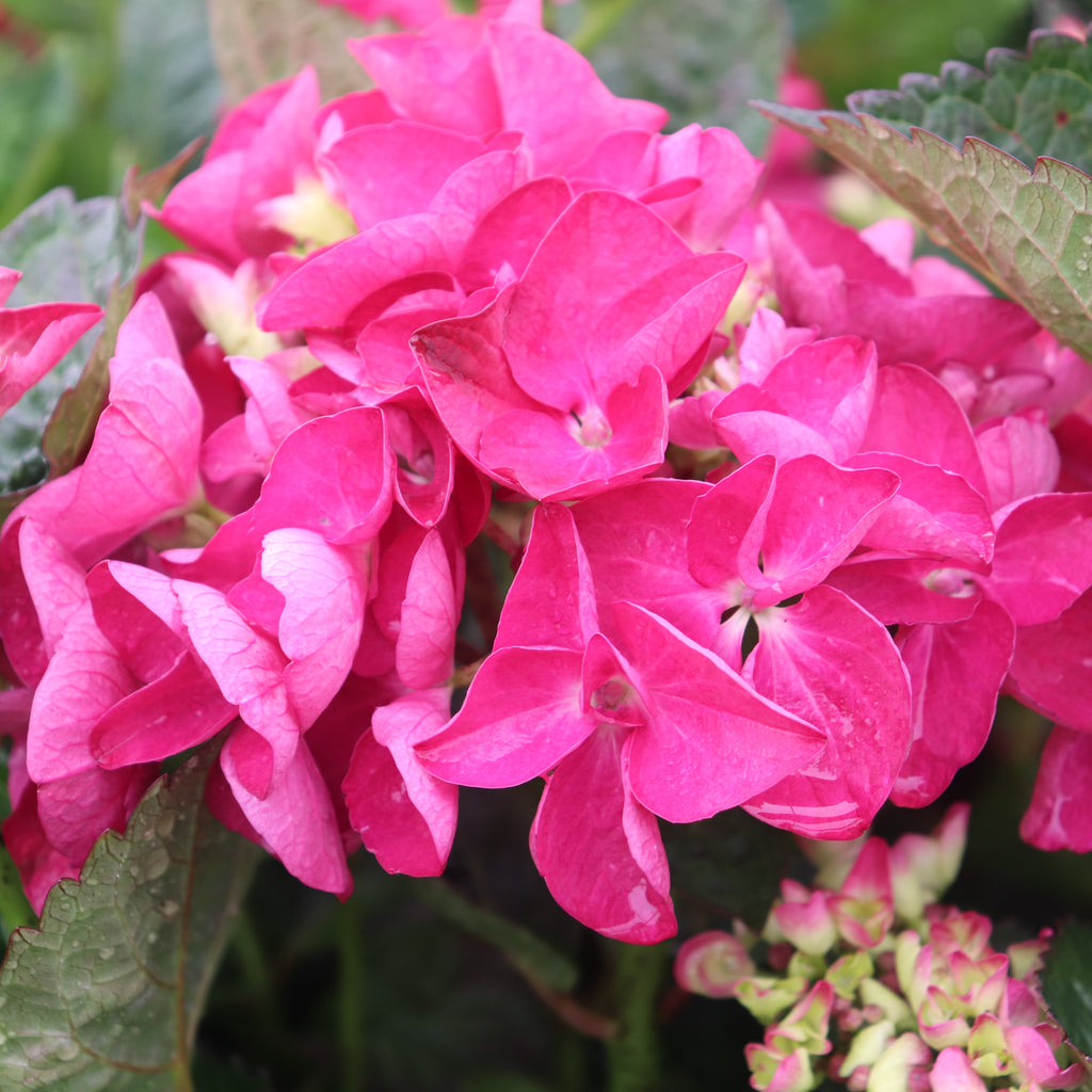 Hydrangea Raspberry Crush Image