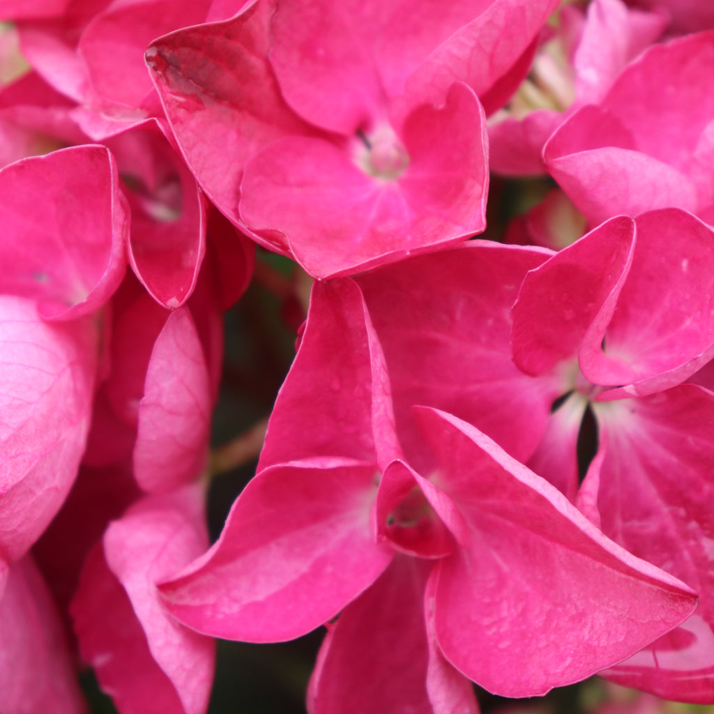 Hydrangea Raspberry Crush Image