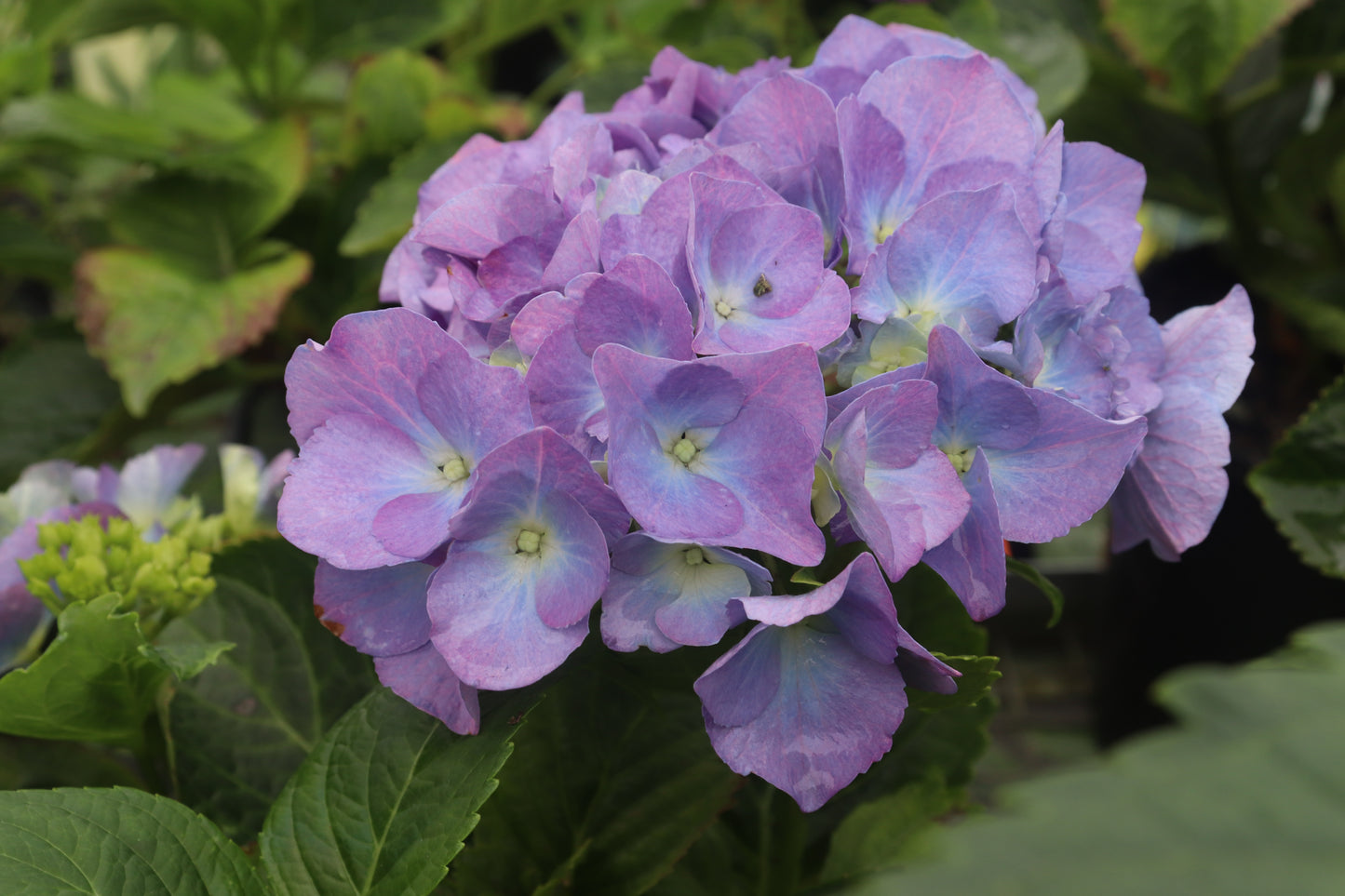 Hydrangea Renate Steiniger