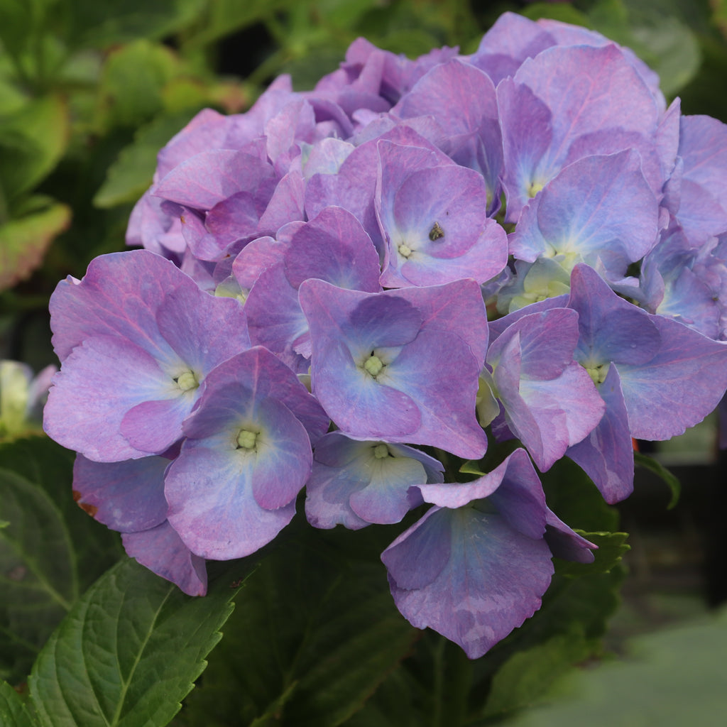 Hydrangea Renate Steiniger Image