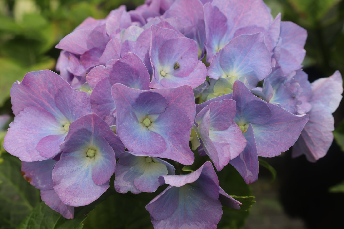 Hydrangea Renate Steiniger