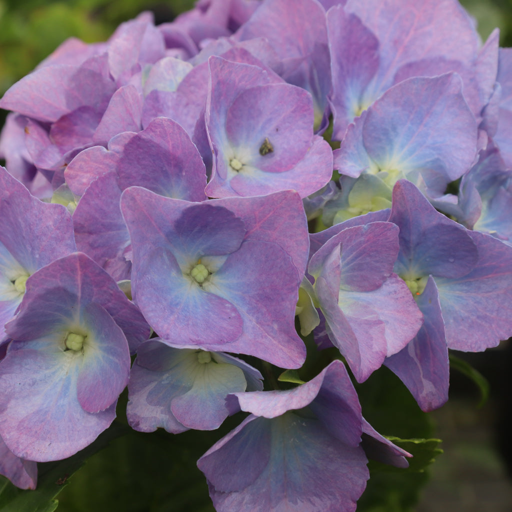 Hydrangea Renate Steiniger Image